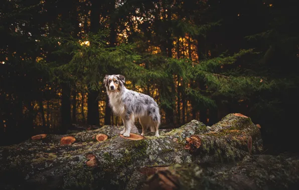 Picture autumn, nature, dog