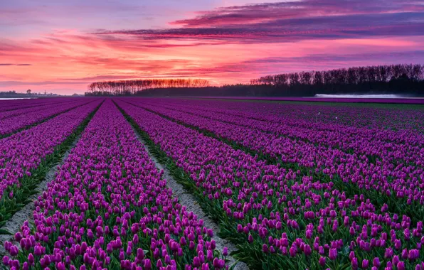 Picture field, trees, sunset, flowers, bright, spring, the evening, tulips, pink, buds, a lot, the ranks, …