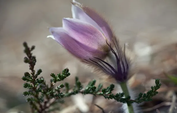 Picture flower, macro, light, nature, sprig, pink, blur, spring, Bud, light background, anemone, bokeh, sleep-grass, cross