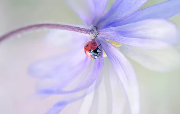 Picture flower, macro, red, background, lilac, ladybug, beetle, blur, petals, stem, insect, bug