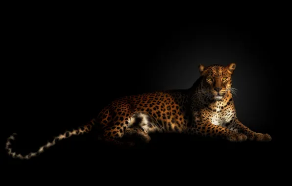 Picture look, pose, stay, treatment, leopard, tail, lies, black background, luxury