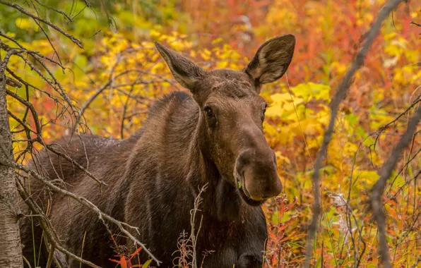 Picture autumn, nature, moose