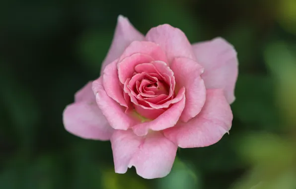 Picture background, pink, rose