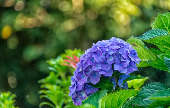 Picture leaves, flowers, lilac, bokeh, hydrangea