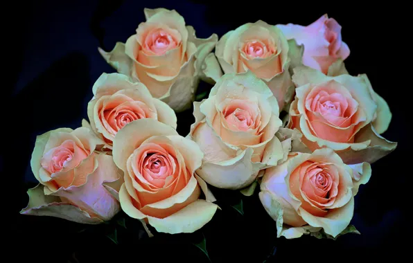 Picture flowers, roses, bouquet, pink, black background, buds