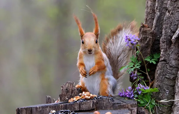 Picture look, flowers, nature, pose, tree, stump, legs, spring, protein, nuts, squirrel, walnut