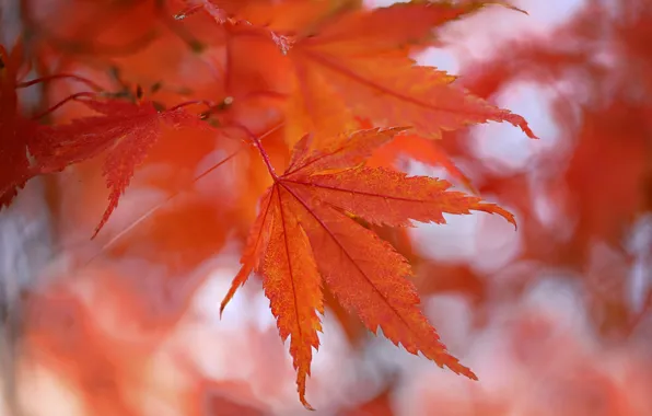 Picture autumn, leaves, maple, the crimson
