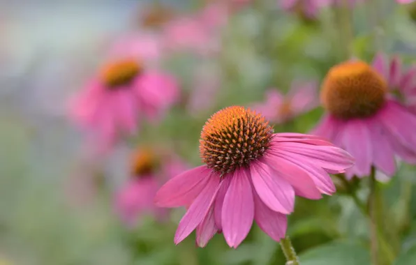 Picture flower, pink, Echinacea