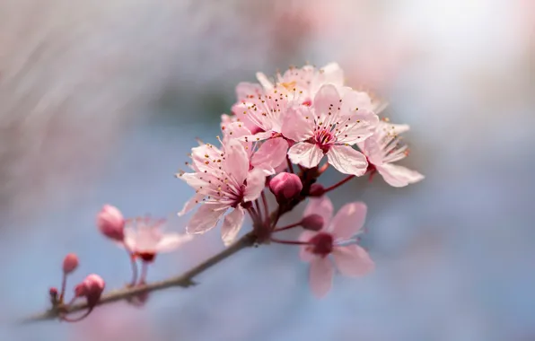 Picture flowers, cherry, blur, branch, spring, Sakura, pink, flowering, blue background