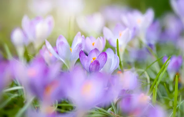 Picture flowers, glade, blur, spring, crocuses, lilac, bokeh