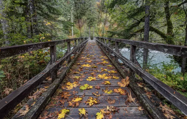 Picture autumn, bridge, river