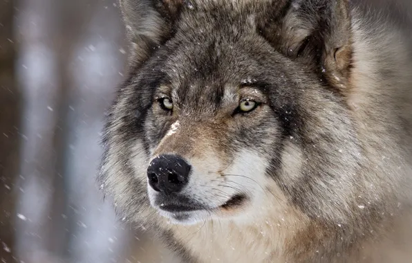 Picture winter, look, face, snow, close-up, grey, background, wolf, wool, snowfall