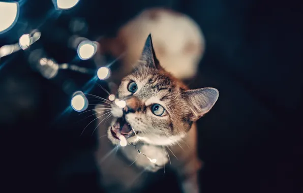 Picture lights, wallpaper, animals, cat, glare, blur, bokeh, cats, pets, trouble, 4k ultra hd background