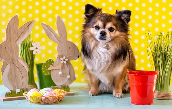 Picture look, toys, eggs, dog, Easter, bucket, rabbits, puppy, sitting, yellow background, figures, Chihuahua, painted, wooden, …