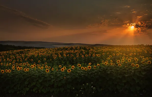 Picture field, summer, the sky, the sun, clouds, sunflowers, sunset, flowers, Inna Sukhova