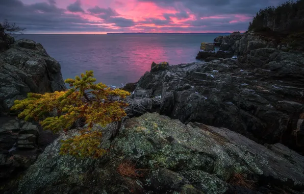 Picture landscape, sunset, nature, tree, the ocean, rocks, USA, New England