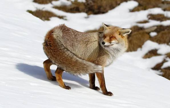 Picture winter, face, snow, nature, pose, slope, hill, Fox, tail, Fox, closed eyes