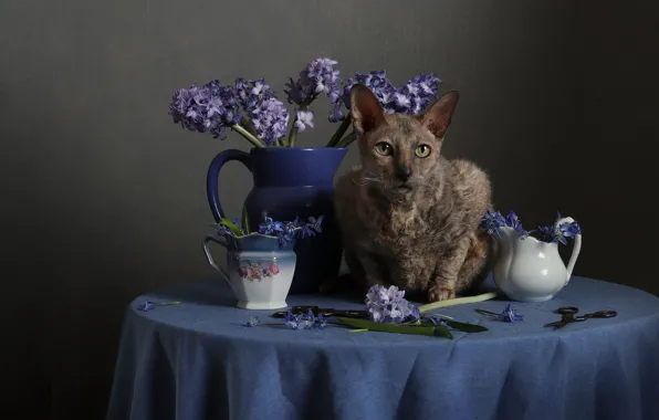 Picture cat, cat, flowers, table, dishes, pitcher, still life, brown, lilac, tablecloth, hyacinths, Sphinx, Cornish Rex
