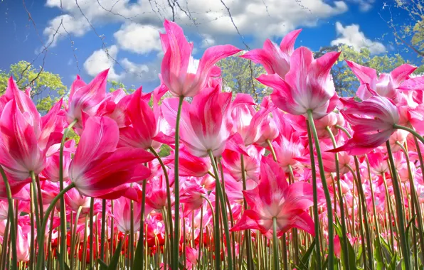 Picture the sky, stems, tulips, pink, a lot