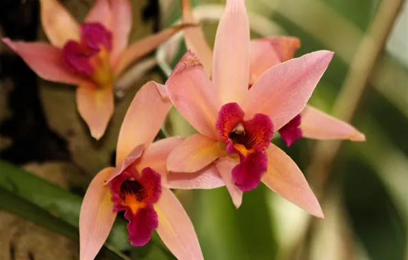Picture flowers, orchids, orange orchids