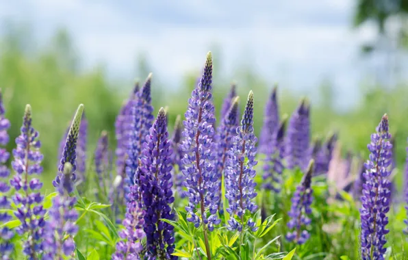Picture purple, summer, Lupin