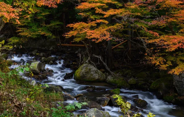 Picture autumn, forest, stream, stones, foliage, waterfall, river