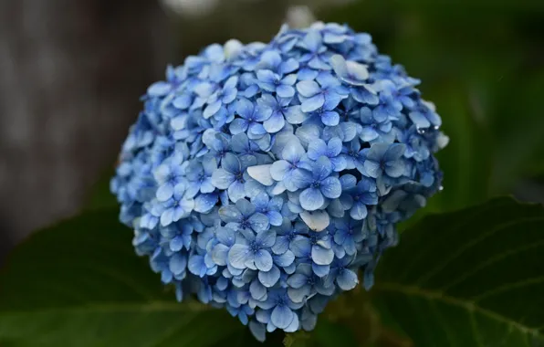 Picture leaves, drops, macro, flowers, blue, bokeh, hydrangea