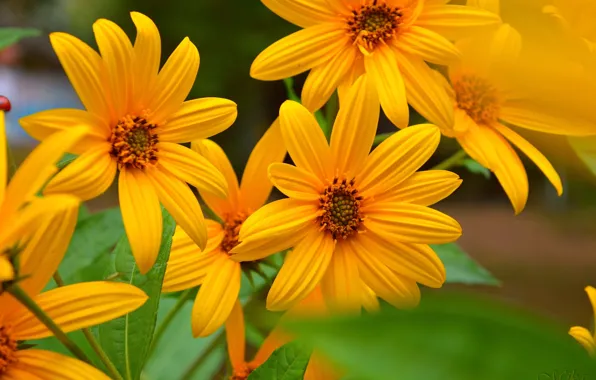 Picture Colors, Yellow flowers, Yellow flowers