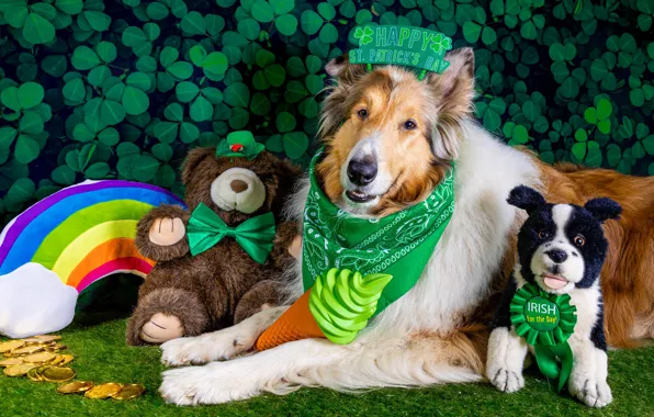 Picture dogs, look, face, pose, toys, dog, rainbow, photoshoot, collie, model, accessories