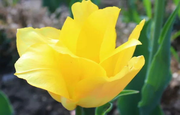 Picture yellow, Tulip, beautiful