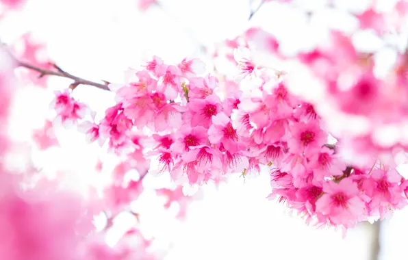 Picture branches, spring, Sakura, flowering, pink, blossom, sakura, cherry, spring, bloom