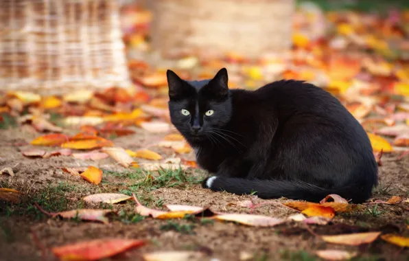 Picture autumn, cat, cat, look, leaves, nature, pose, background, foliage, black, black, bokeh, autumn, autumn