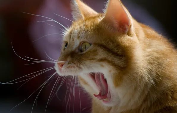 Picture cat, background, red, muzzle, yawning, cat