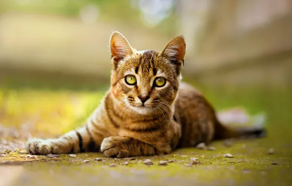 Picture cat, look, nature, pose, green, kitty, background, lies, kitty, face, striped, green-eyed, bokeh, blurred