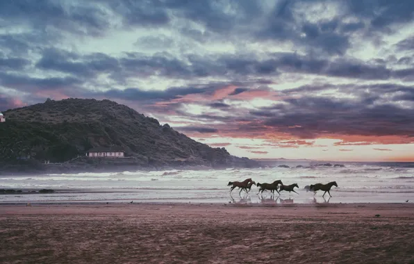 Picture sea, wave, beach, the sky, clouds, nature, house, rocks, shore, horses, horse, running, surf, mansion, …