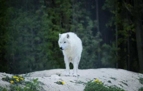 Picture wolf, predator, predator, wolf, the edge of the forest, albino, albino, Luna Lovegood, white wool, …