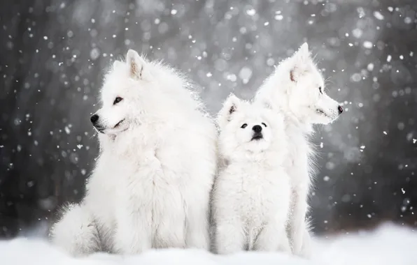 Picture winter, animals, dogs, snow, nature, puppy, cub, Samoyed
