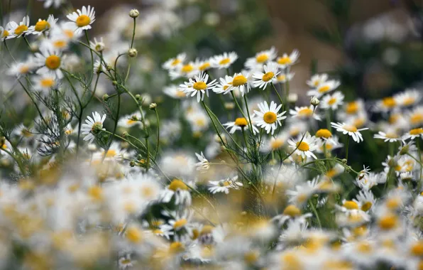 Picture summer, flowers, chamomile, meadow, white, field, a lot