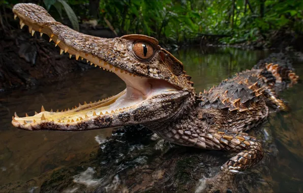 Picture animal, predator, crocodile, predator, crocodile, reptile, Costa Rica, Costa Rica