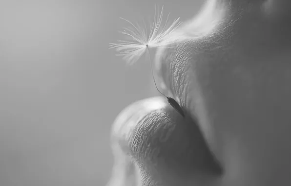 Picture macro, lips, seed