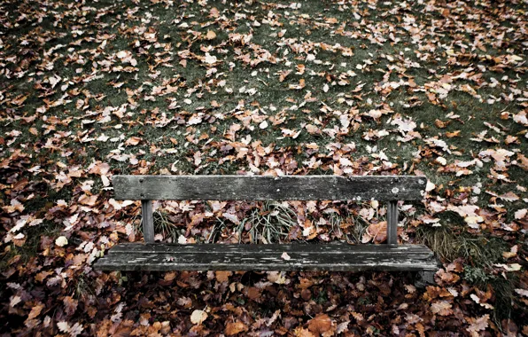 Picture leaves, nature, bench