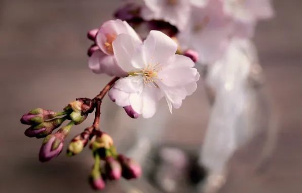 Picture flower, cherry, sprig, spring, Sakura, buds, flowering, composition
