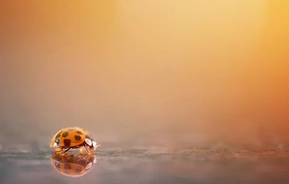 Picture nature, background, ladybug