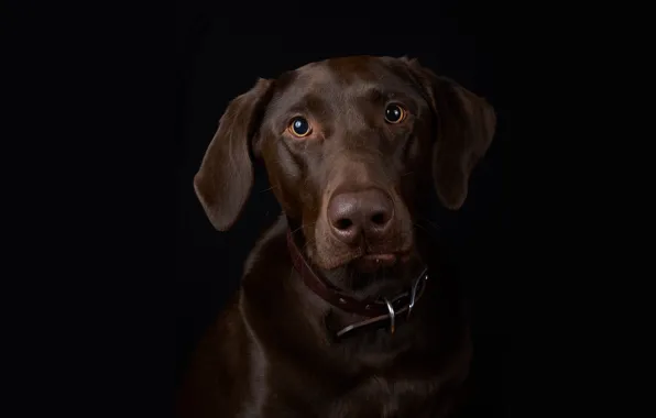 Picture portrait, dog, black background