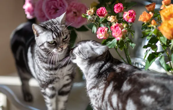 Picture cat, cat, light, cats, flowers, roses, bouquet, pair, pink, grey, table, bouquets, communication, Scottish, tabby, …