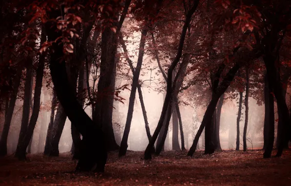 Picture autumn, forest, trees, fog, Park, trunks, twilight