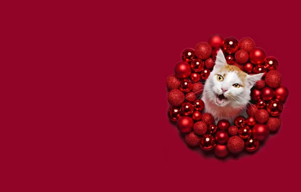 Picture winter, cat, white, cat, face, balls, holiday, balls, Shine, round, red, Christmas, mouth, red, New …