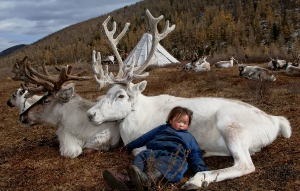Picture nature, life, girl, deer, Mongolia
