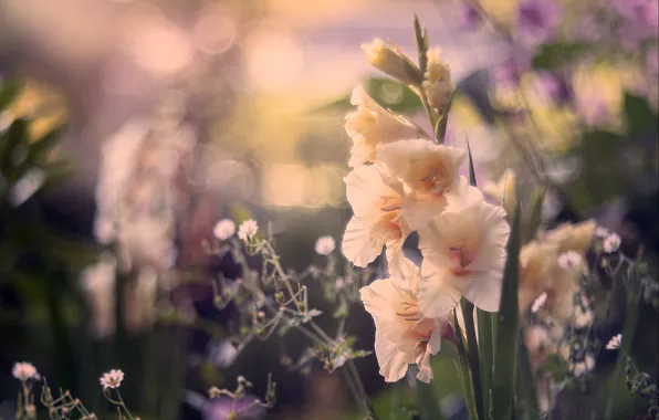 Picture light, flowers, blur, garden, flowerbed, bokeh, cream, gladiolus