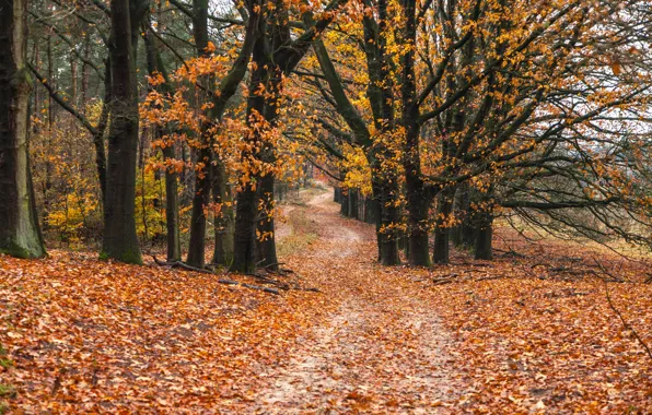Picture road, autumn, forest, leaves, trees, forest, road, park, autumn, leaves, tree, scenery